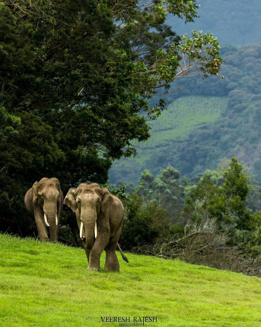 Thekkady - Wildlife & Spice Plantations